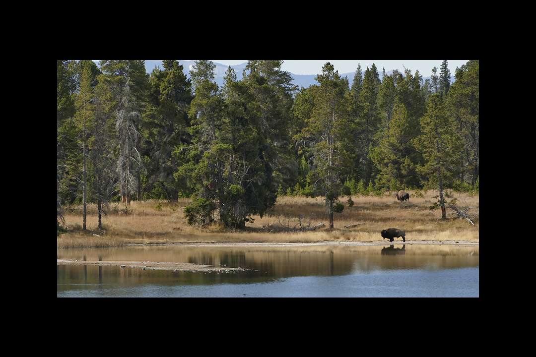 Yellowstone